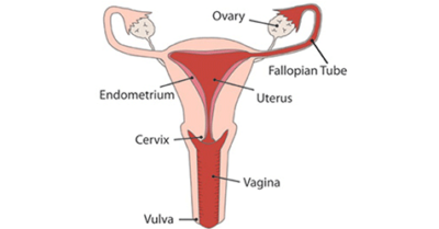 Human Reproduction-2 ( Female Reproduction System)