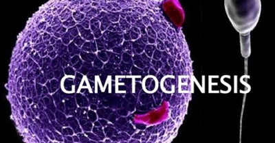 Human Reproduction-3 (GAMETOGENESIS)