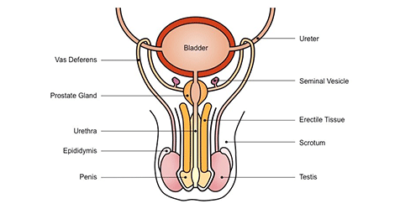 Human Reproduction ( Male Reproductive System)