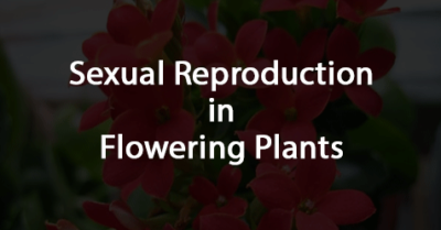 Sexual Reproduction in a flowering plants